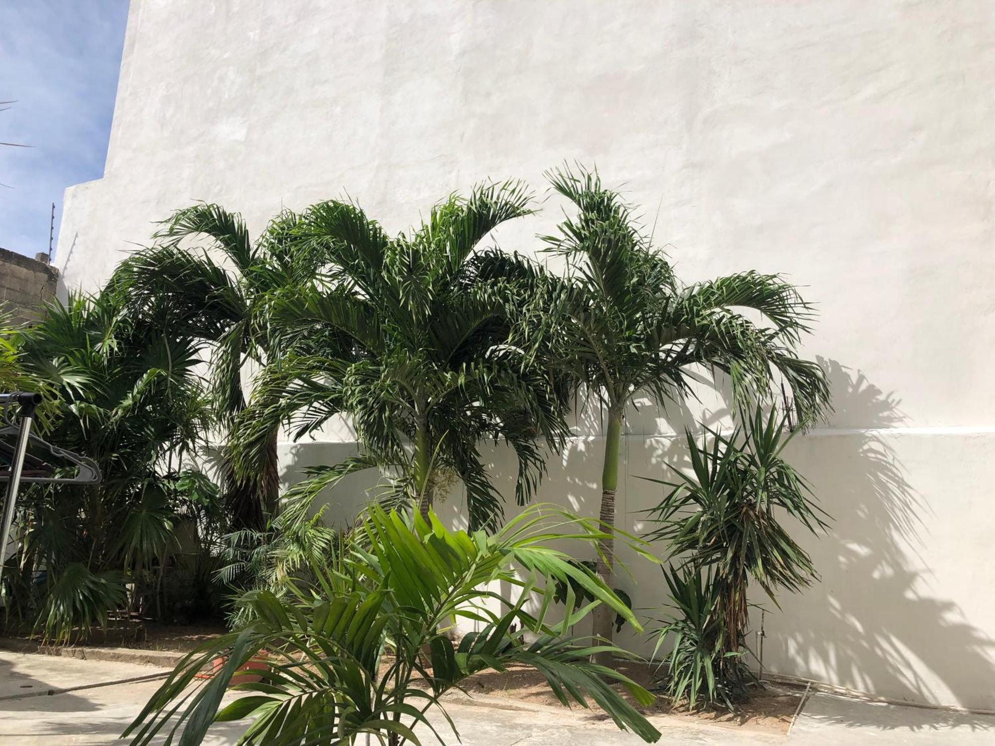 Studios Playa Playa del Carmen Dış mekan fotoğraf